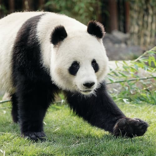 Frederiksberg Ticket Zoológico de Copenhaga: bilhete sem filas