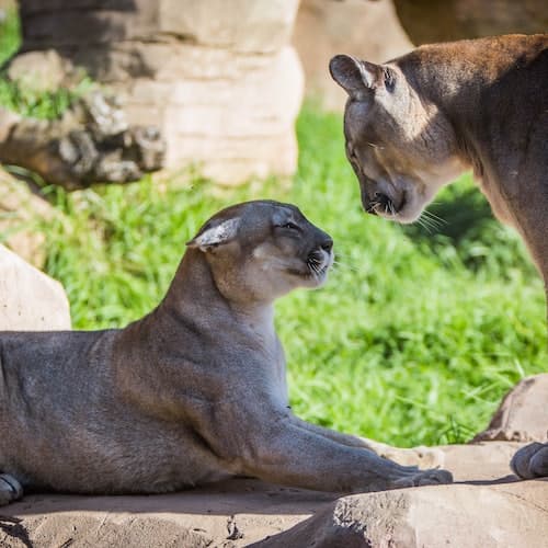 Puerto del Carmen Ticket Rancho Texas Lanzarote Park: bilhete de entrada