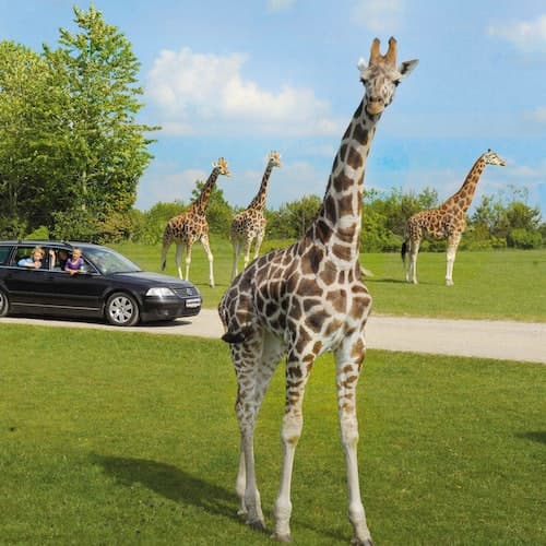 Give Ticket Givskud Zoo - Zootopia: bilhete de entrada