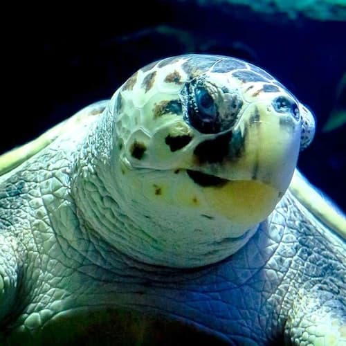 Costa Teguise Ticket Aquário de Lanzarote: bilhete sem filas