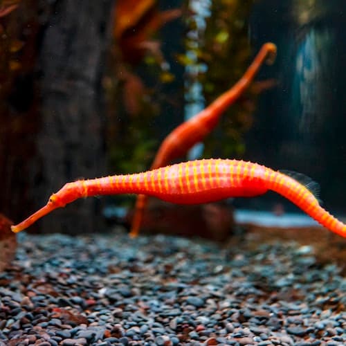 Auckland Ticket Aquário SEA LIFE Kelly Tarlton