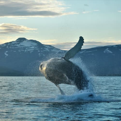 Akureyri Ticket Akureyri: Cruzeiro de observação de baleias