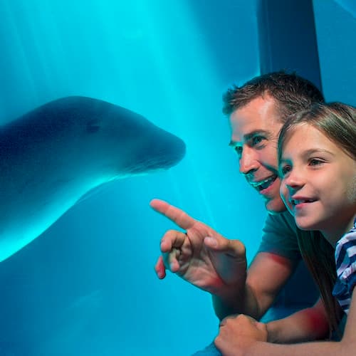 Mooloolaba Ticket SEA LIFE Sunshine Coast: bilhete de entrada