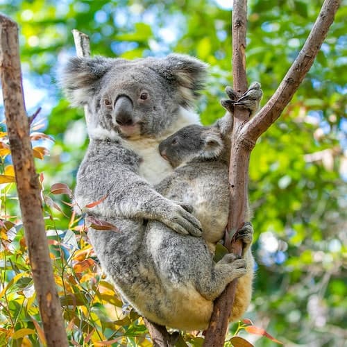 Currumbin Ticket Santuário de Vida Selvagem de Currumbin: bilhete de entrada