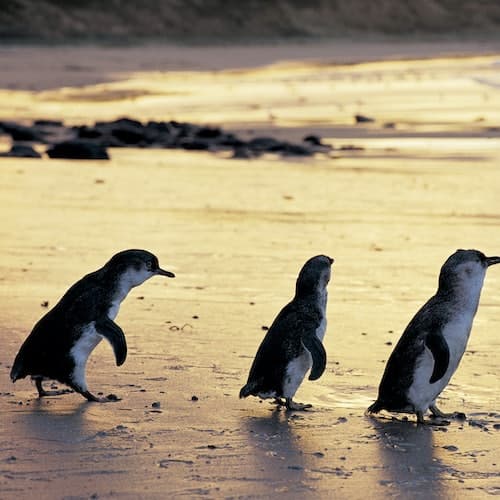 Summerlands Ticket Parques Naturais de Phillip Island: Passe para 4 Parques