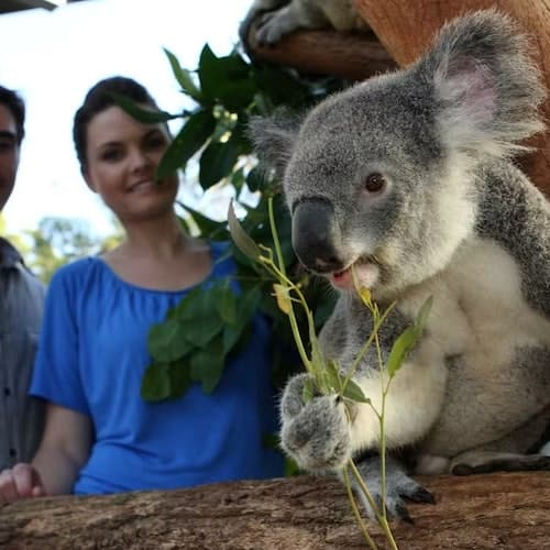 Mosman Ticket Taronga Zoo + Sydney Harbour Hopper Pass (24/48h)
