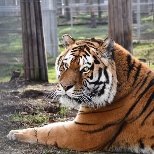 Krakow Tour De Cracóvia: viagem ao zoológico com transferência