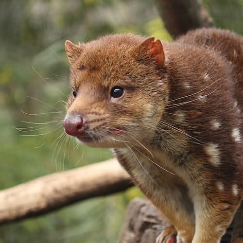 Brighton Ticket Feeding Frenzy Tour no Bonorong Wildlife Sanctuary