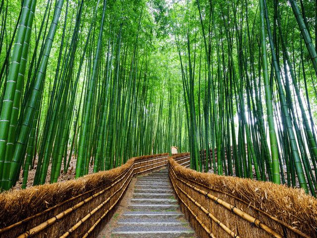 Kyoto Tour Tour privado en portugués con un amigo local en Kioto (4 horas)