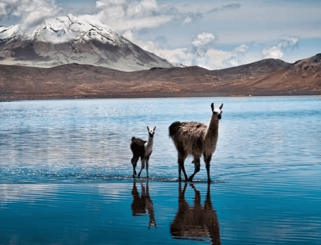 Arequipa Tour Tour of the Salinas and Aguada Blanca National Reserve 