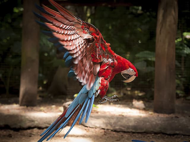 Foz do Iguaçu Ticket Parque de las aves