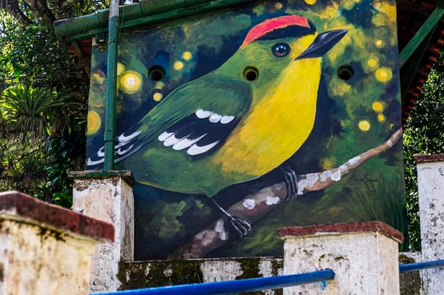 Guapimirim Tour Terapia de banho na floresta - Shinrin-Yoku com almoço natural