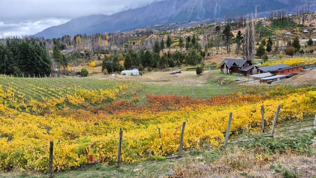 San Carlos de Bariloche Tour El Bolsón Gourmet: Maridaje de vinos patagónicos
