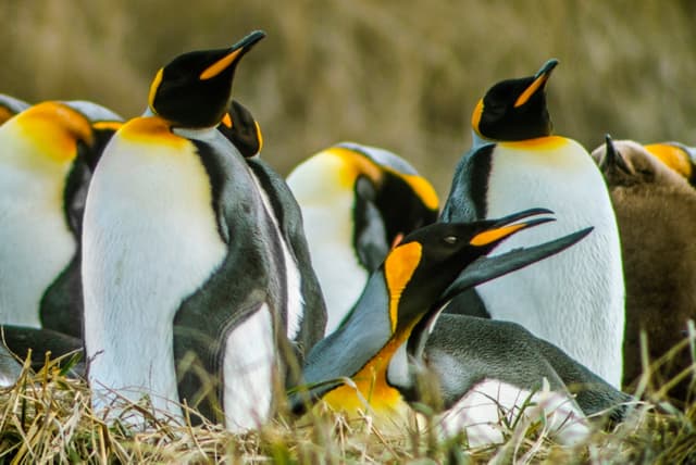 Punta Arenas Tour Excursão Pinguim Rei e Terra do Fogo