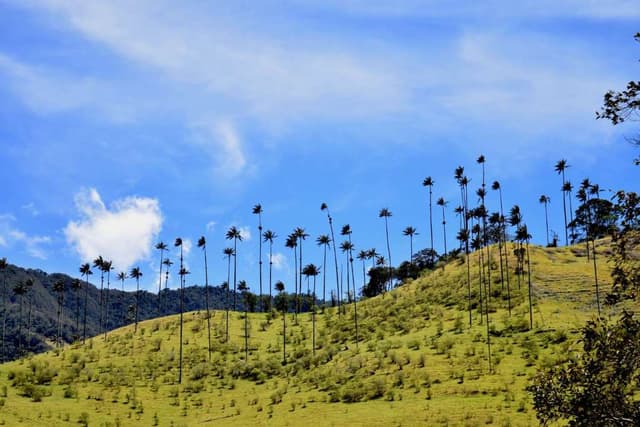 Armênia Tour Filandia Tour of the Cocora Valley and Salento