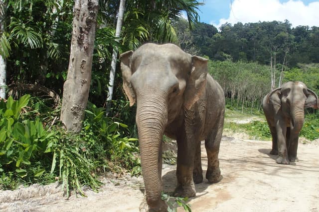 Phuket Ticket Uma tarde com os elefantes