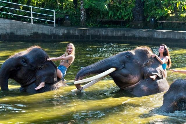 Bali Tour Elefantes tomam banho, café da manhã e passeio de buggy na selva