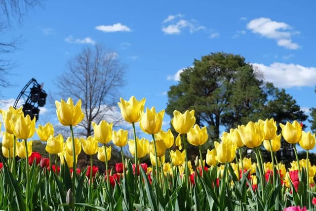 Canberra Tour Visita a Floriade