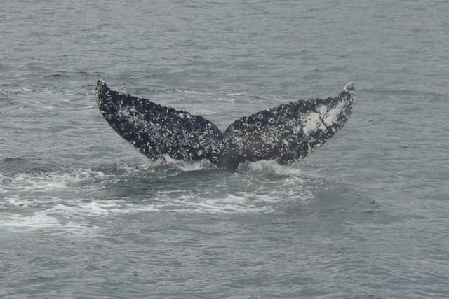 Punta Arenas Tour Navegação com baleias, pinguins e geleiras saindo de Punta Arenas