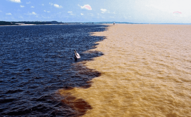 Manaus Tour Meeting of the Waters Tour + Piranha Fishing + Alligator