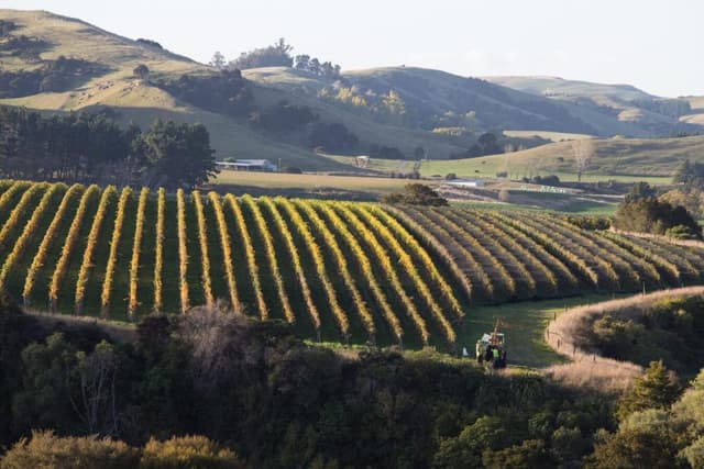 Wellington Tour Visita à vinícola Martinborough