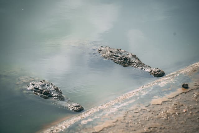 Provincia de Tumbes Tour Maravilhas dos Manguezais - Puerto Pizarro e Passeio pelas Ilhas