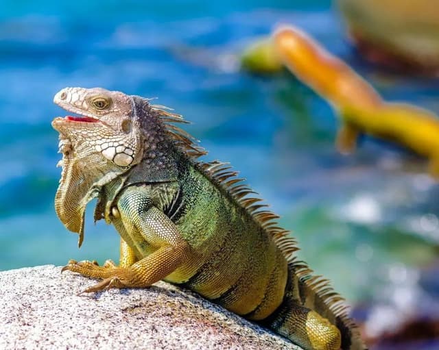 Isla de San Andrés Ticket Excursão ao Aquário e Johnny Cay em San Andrés com transporte compartilhado