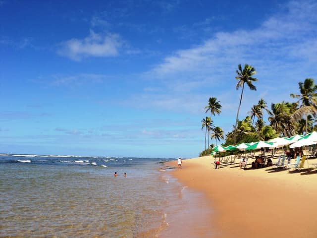 Mata de São João Tour Praia do Forte (Bate e volta)
