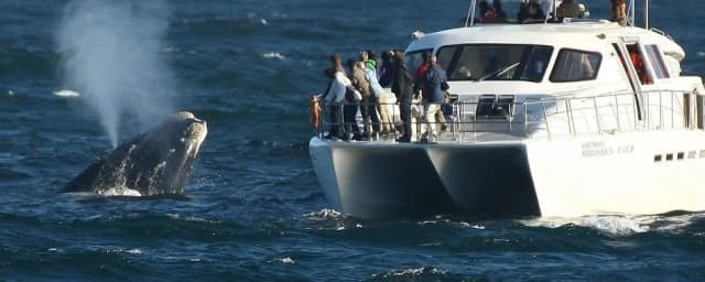 Hermanus Tour Excursión de avistamiento de ballenas en Hermanus 