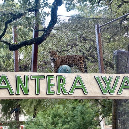 San Antonio Ticket Bilhete de entrada flexível para qualquer dia do Zoológico de San Antonio