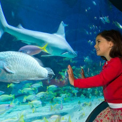 Melbourne Ticket SEA LIFE Melbourne: sem filas