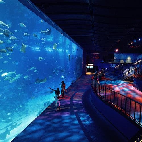 Singapore Ticket SEA Aquarium™: ingresso