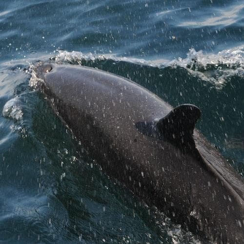 Puerto Vallarta Ticket Wild Dolphins Tour &amp; Snorkeling