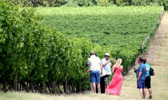 Montevideo Tour Visita Bodega Pizzorno com degustação de vinhos + Almoço