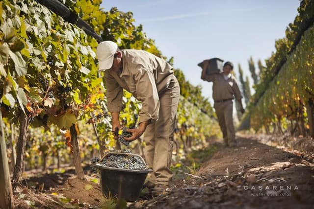 Mendoza Tour Vinícolas e Aceitera em Mendoza