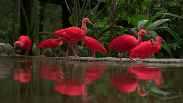 Foz do Iguaçu Tour Passeio no Parque das Aves mais entrada para uma atração no Dreamland