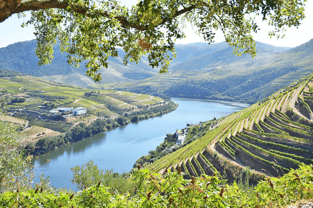 Porto Tour Um dia no Vale do Douro com almoço