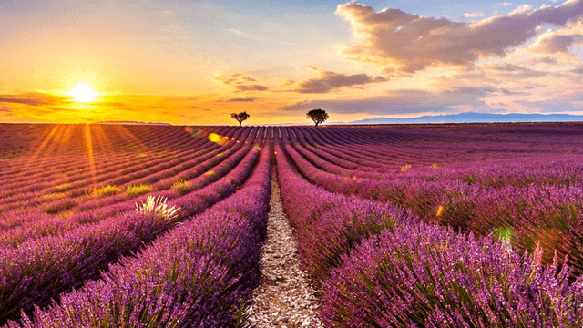 Marseille Tour Passeio de Dia Inteiro pelos Campos de Lavanda em Valensole saindo de Marseille