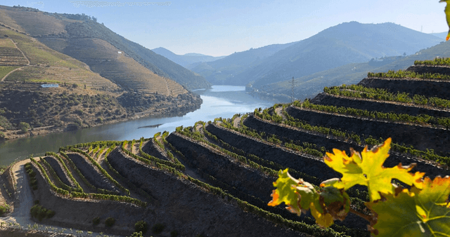 Porto Tour Tour privativo de um dia no Vale do Douro 