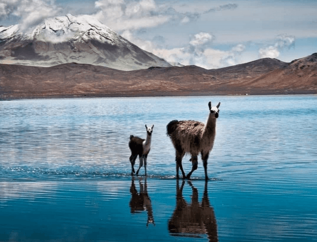 Arequipa Tour Passeio na Reserva Nacional das Salinas e Aguada Blanca 