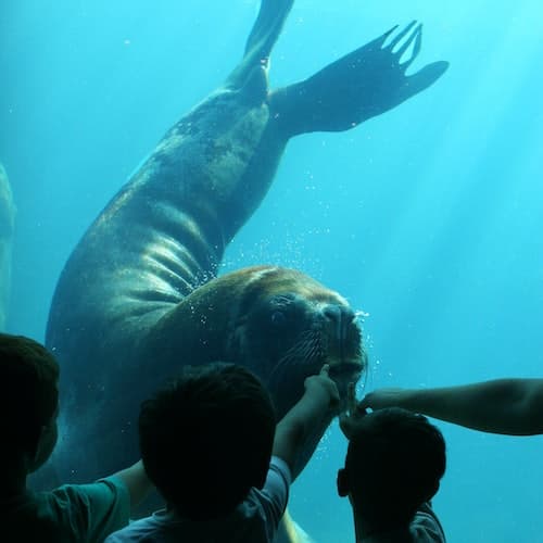 Le Grau-du-Roi Ticket Seaquarium Le Grau-du-Roi: bilhete de entrada