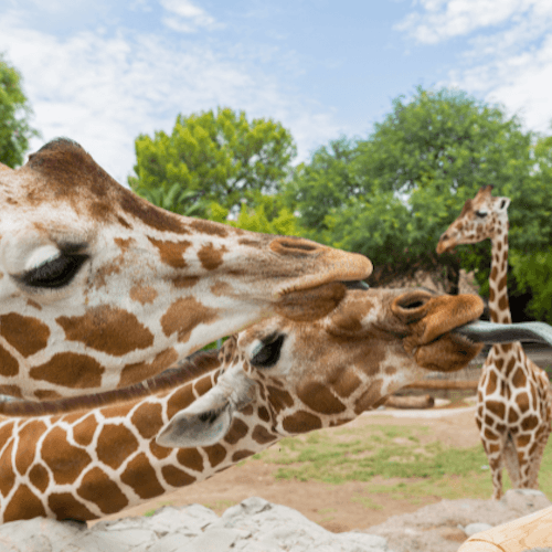 Oracle Ticket Passaporte das Atrações Turísticas de Tucson