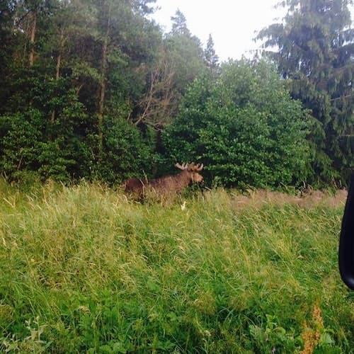 Stockholm Ticket Safári noturno de aventuras pela vida selvagem em Estocolmo