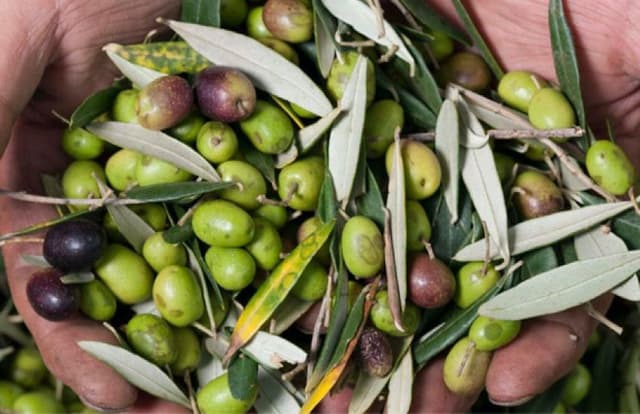 Perúgia Tour Full day no Olival