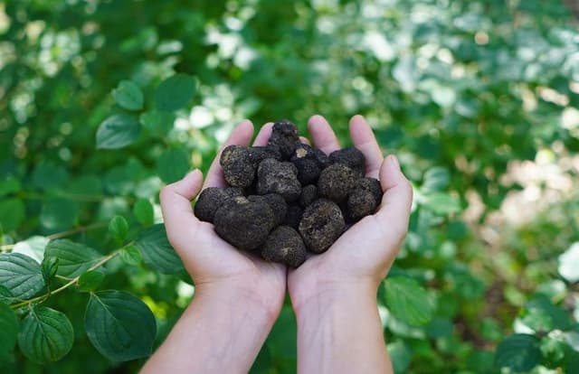 Perúgia Tour Truffle hunting in Perugia