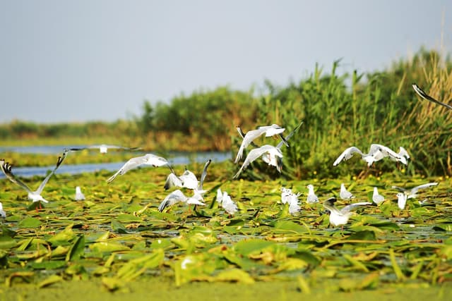 Bucharest Tour Exploring the Danube Delta on a Day Trip from Bucharest