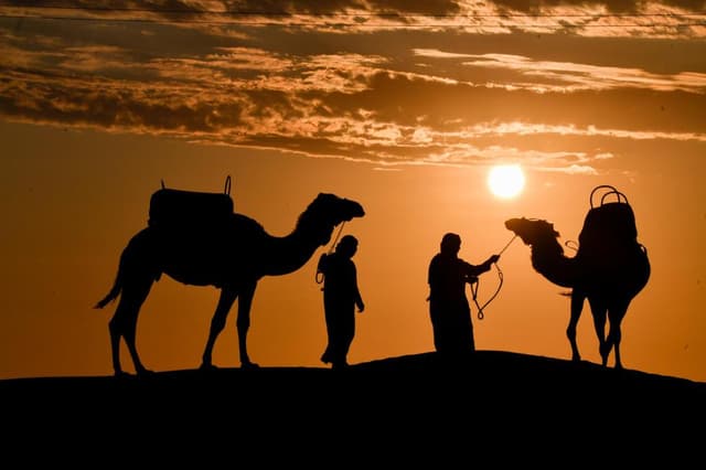 Ica Tour Camel Ride: An Unforgettable Desert Experience