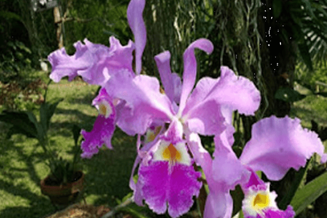 Bogota Ticket Passeio privado ao Parque das Orquídeas saindo de Bogotá