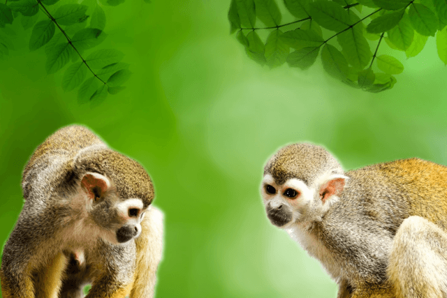 Leticia Tour Visita al Parque Arqueológico Mundial Amazónico (servicio privado)