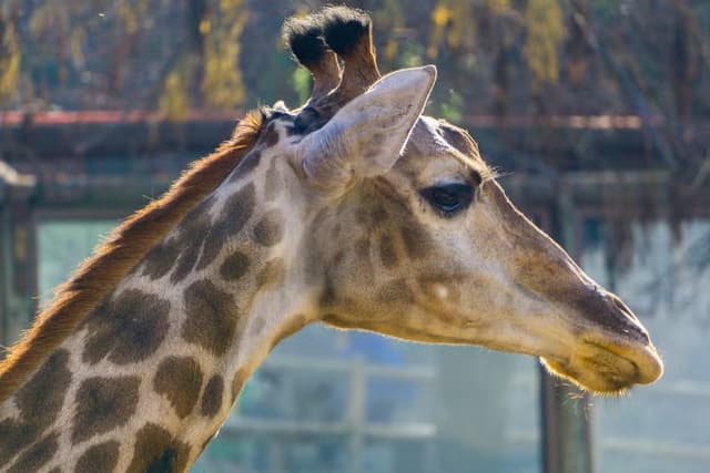 Santiago Ticket Rancagua Safari Park